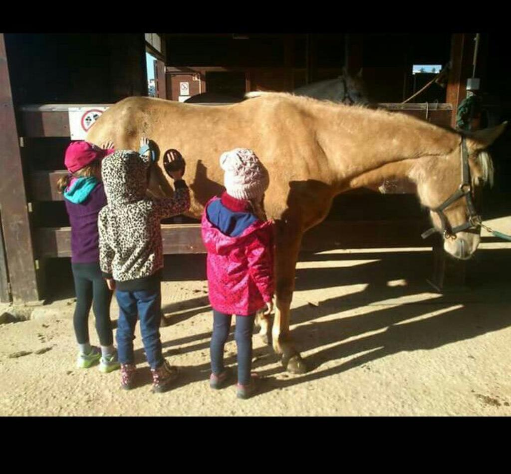 Tres niños con ropa de abrigo acarician y cepillan un caballo en un establo, participando en una actividad educativa sobre el cuidado de los animales