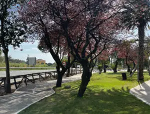 Sendero peatonal arbolado en La Antilla, con árboles de copa rojiza y césped junto a la carretera, como parte del recorrido del sendero PR-A 131.