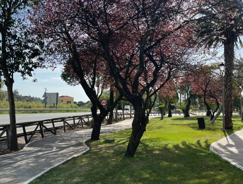 Sendero peatonal arbolado en La Antilla, con árboles de copa rojiza y césped junto a la carretera, como parte del recorrido del sendero PR-A 131.