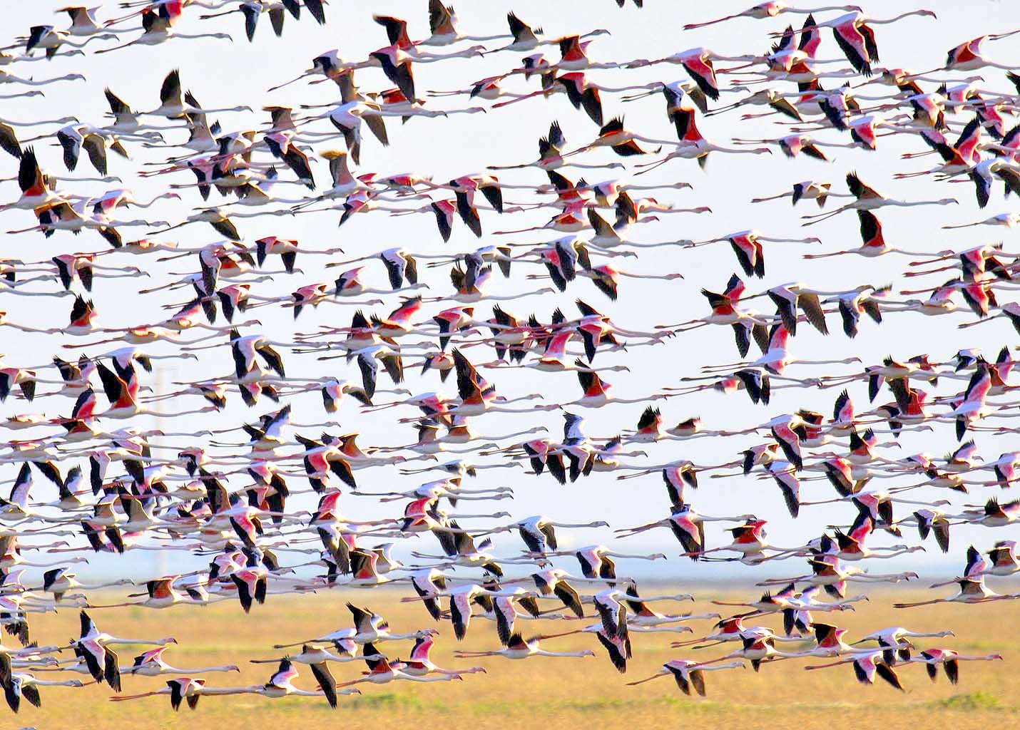 Doñana Flamencos