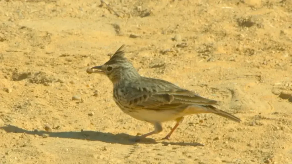 Ave silvestre en el Parque El Camaleón de Islantilla, Huelva
