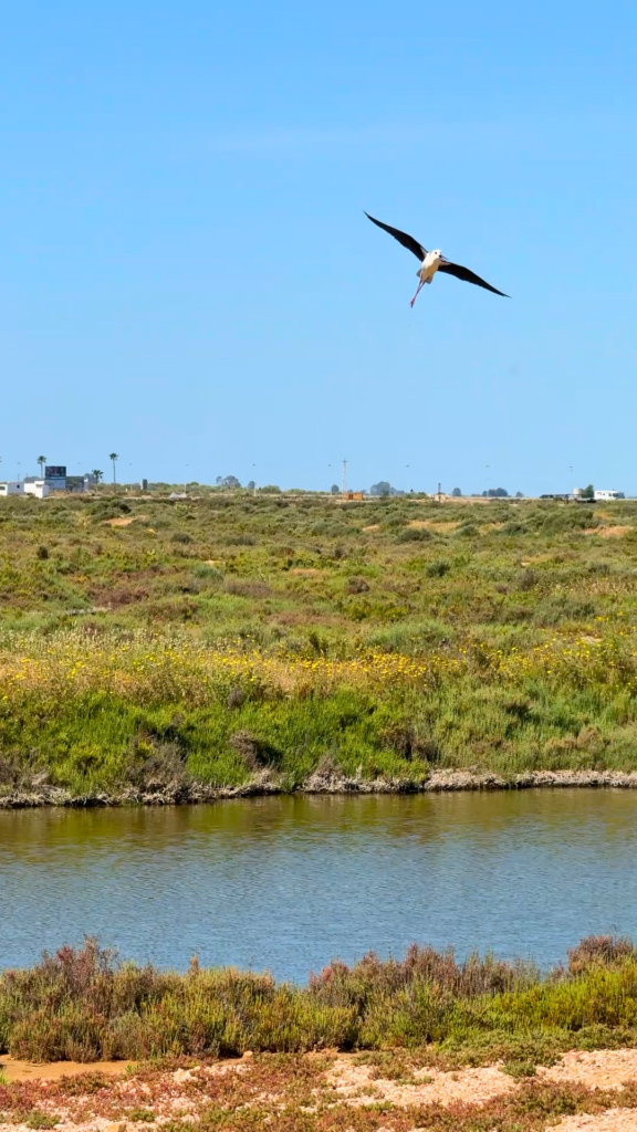 Avistamiento de aves en las Marismas de Isla Cristina
