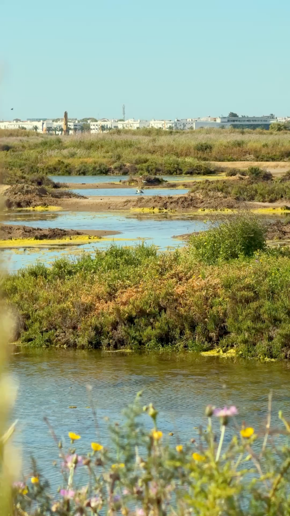 Marismas de Isla Cristina en Huelva